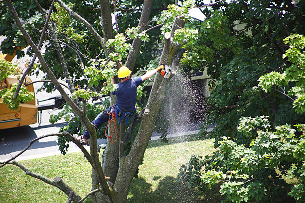 Mulching Services in Itasca, IL